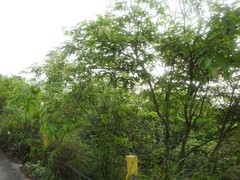 Cratoxylum cochinchinense