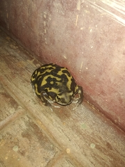 Uperodon systoma