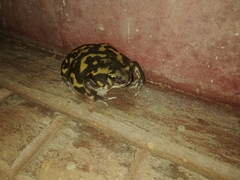 Uperodon systoma