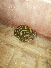 Uperodon systoma