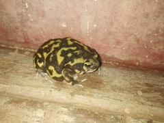 Uperodon systoma