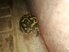Uperodon systoma