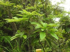 Daphniphyllum calycinum