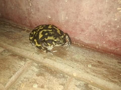 Uperodon systoma