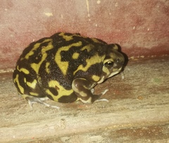 Uperodon systoma