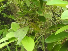 Daphniphyllum calycinum
