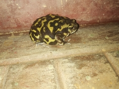 Uperodon systoma