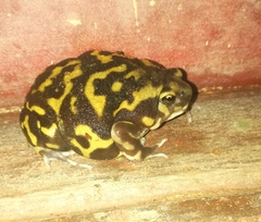 Uperodon systoma