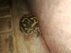 Uperodon systoma