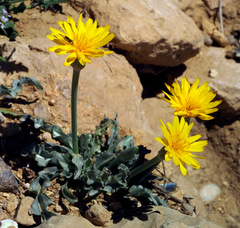 Scorzonera schweinfurthii