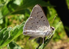 Tharsalea xanthoides