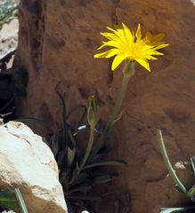 Scorzonera schweinfurthii