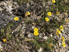 Thymophylla tenuiloba