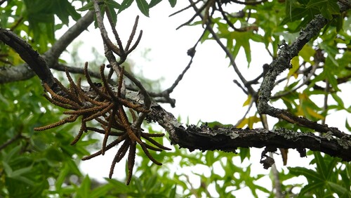 Cussonia natalensis Sond. 3