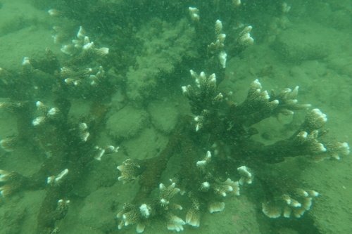 Montipora angulata observed 2017-09-05