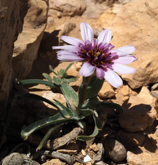 Tragopogon collinus