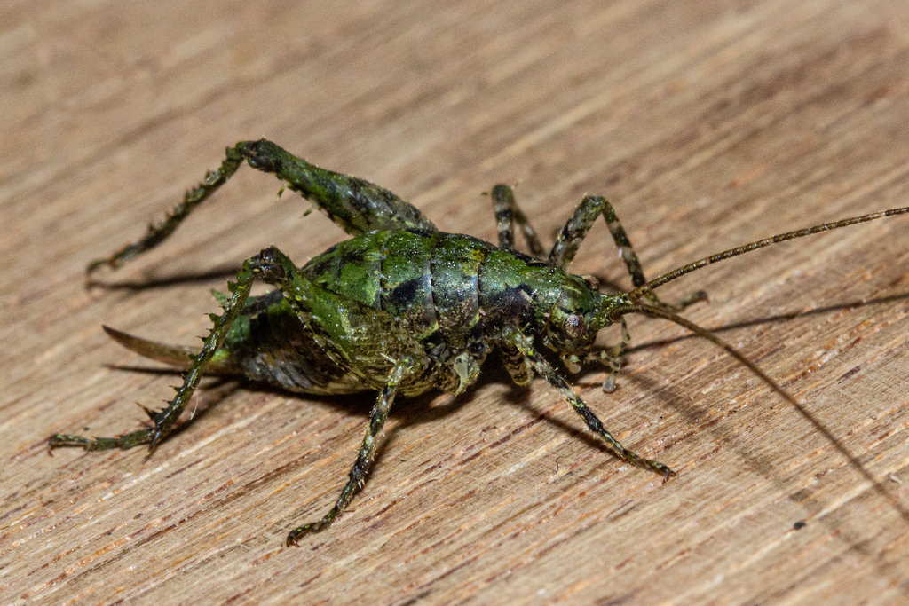 Maotoweta virescens