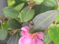 Cryptocephalus trifasciatus