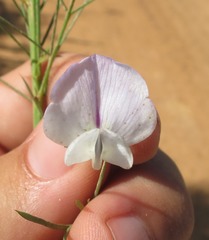 Psoralea imminens