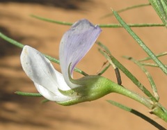 Psoralea imminens
