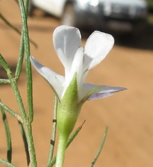 Psoralea imminens