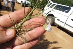 Psoralea imminens