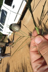 Psoralea imminens