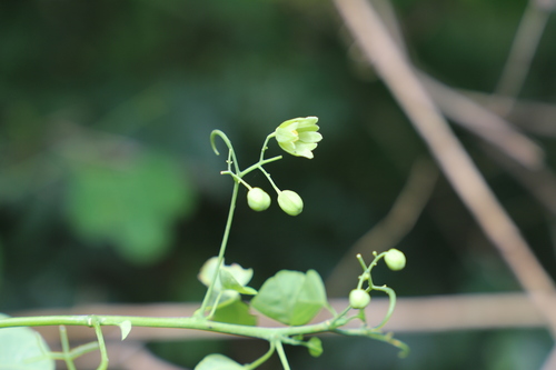 Image of Adenia gummifera by (c) Suvarna Parbhoo Mohan, some rights reserved (CC BY-SA)