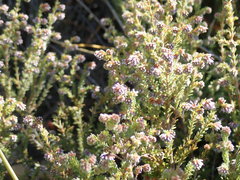 Erica ericoides