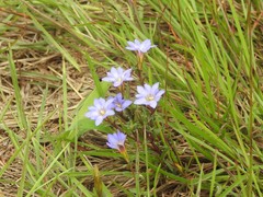 Gentiana loureiroi