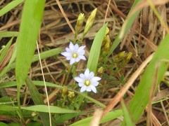 Gentiana loureiroi