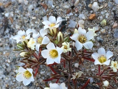 Linanthus demissus