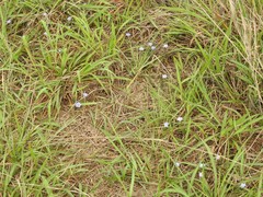 Gentiana loureiroi