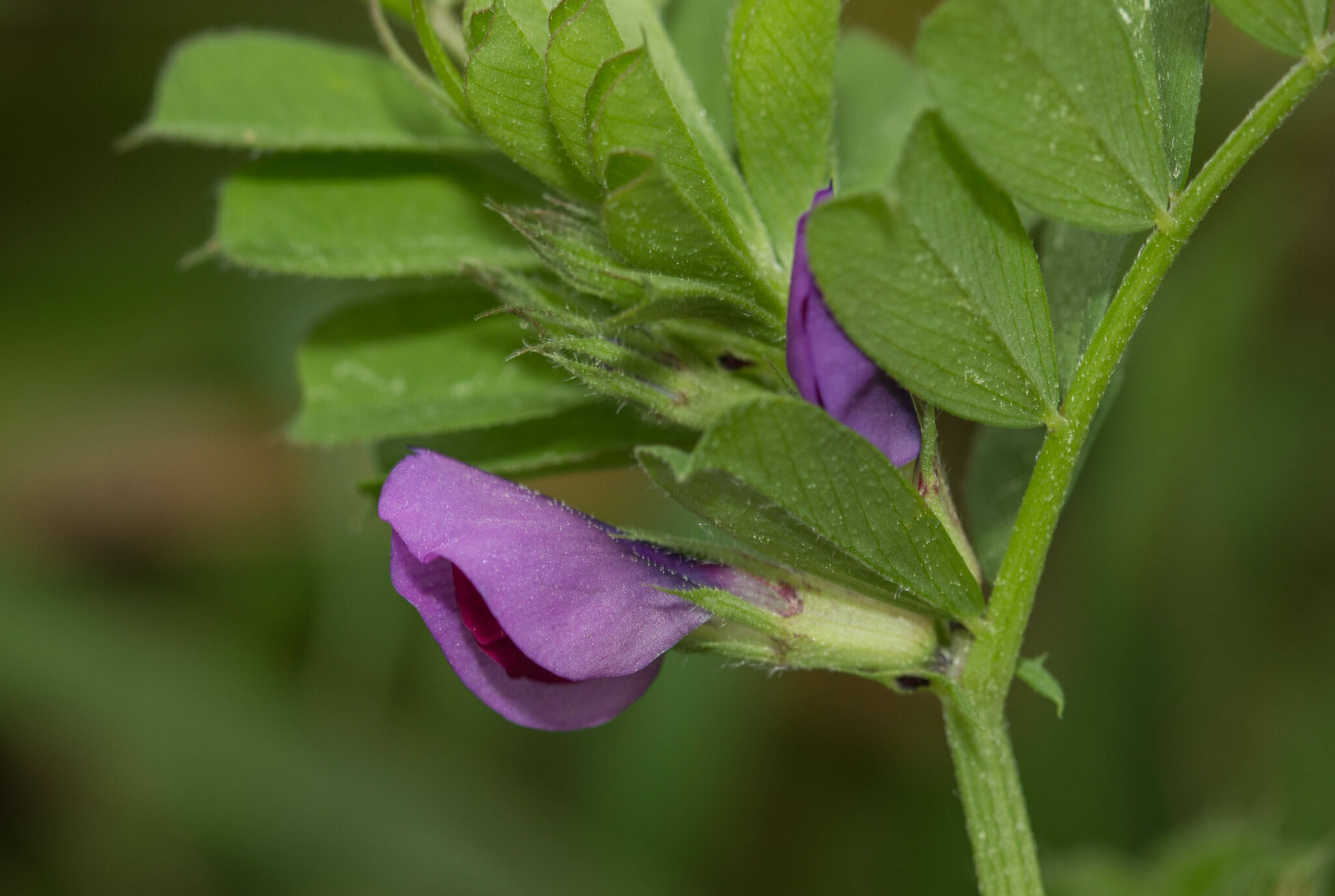 Vicia sativa var. sativa