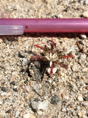 Loeseliastrum schottii