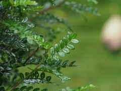 Zanthoxylum beecheyanum