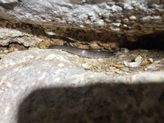 Lycodon cavernicolus