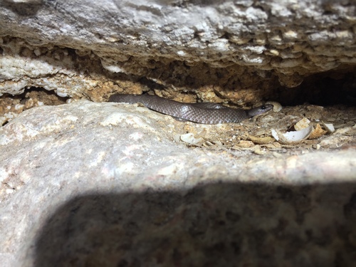 Gua Wang Burma Wolf Snake