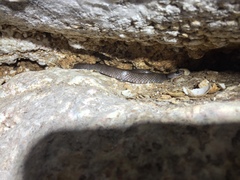 Lycodon cavernicolus