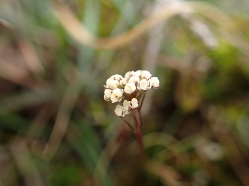 Image of Teesdalia coronopifolia by (c) Franck Cabot, some rights reserved (CC BY)