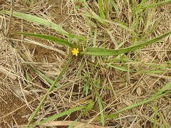Hypoxis aurea