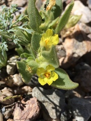Mohavea breviflora