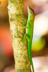 Leopard Anole photo 3