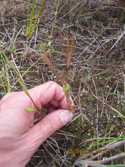 Epilobium billardiereanum