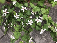 Rubus microphyllus
