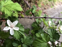 Rubus microphyllus