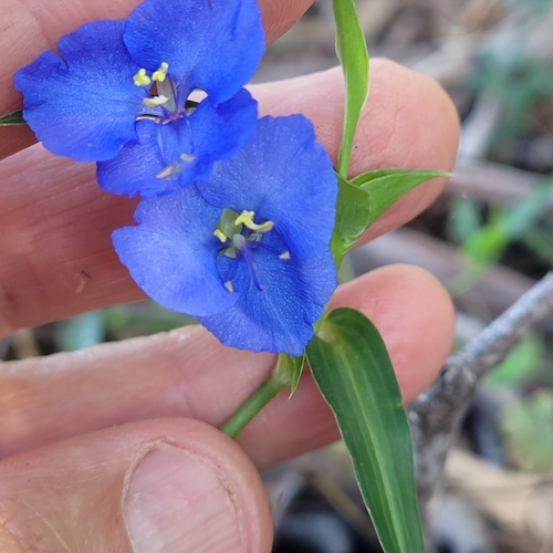 Commelina lanceolata R.Br.