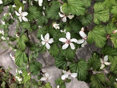 Rubus microphyllus