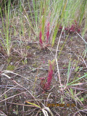 Epilobium billardiereanum