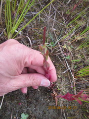 Epilobium billardiereanum